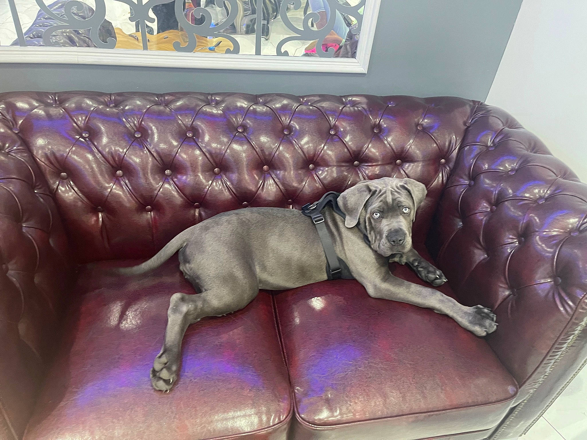 Hulk joined the competition — help win amazing prizes! canidae, carnivore, chair, comfort, companion_dog, couch, dog, dog_breed, fawn, flooring, furniture, grey, metal, picture_frame, purple, snout, sporting_group, studio_couch, window, working_animal