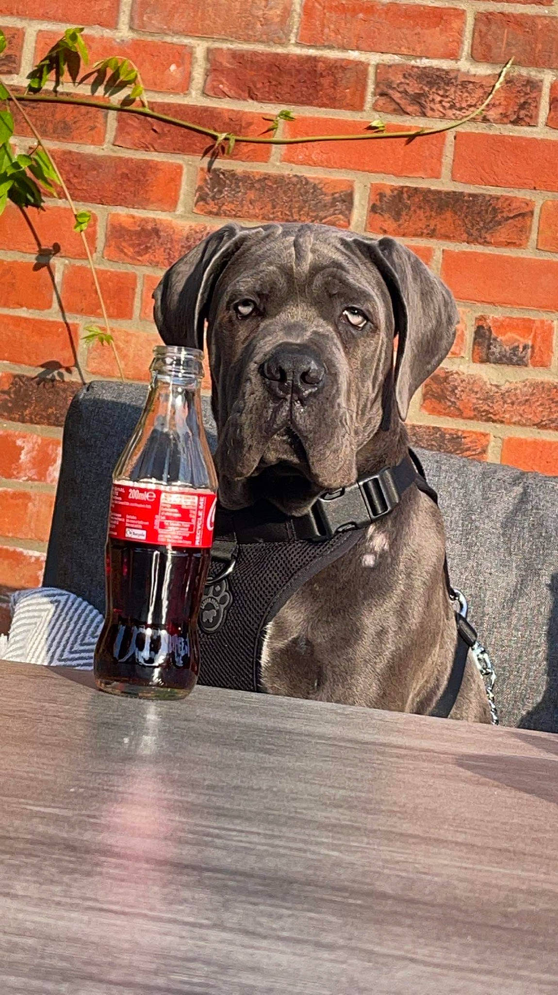Hulk joined the competition — help win amazing prizes! bottle, bottle_cap, brick, brickwork, carbonated_soft_drinks, carnivore, cola, collar, companion_dog, dog, dog_breed, dog_collar, dog_supply, fawn, liver, plant, snout, soft_drink, sporting_group, working_animal
