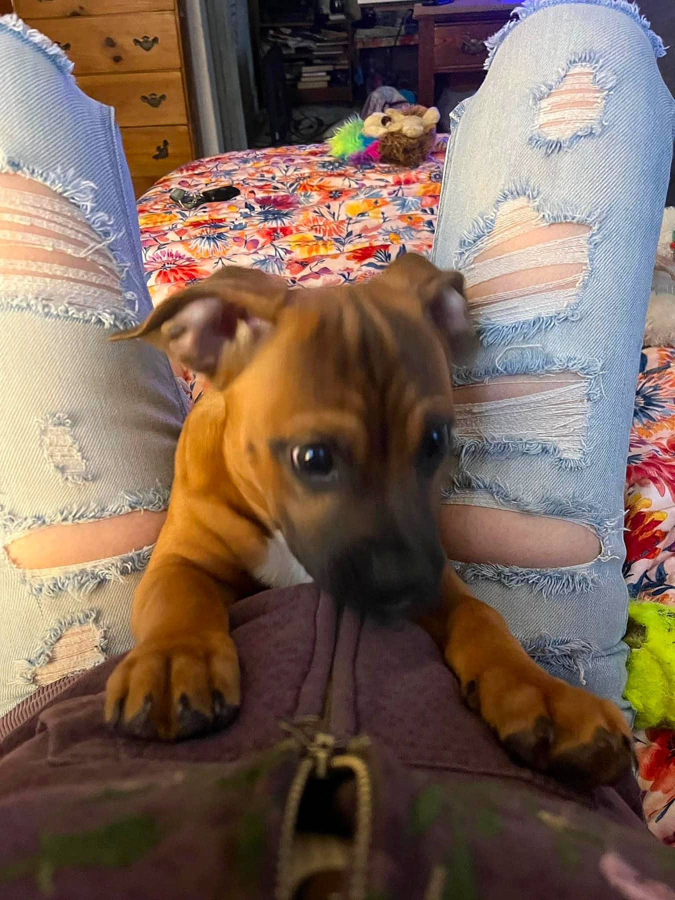 Zeppelin joined the competition — help win amazing prizes! cabinetry, canidae, carnivore, chest_of_drawers, comfort, companion_dog, dog, dog_breed, dog_supply, ear, fawn, linens, non_sporting_group, room, snout, sporting_group, terrestrial_animal, toy_dog, whiskers, working_animal