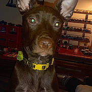 Lulubell is registered to the contest to win money with this photo: dog, brown_dog, large_ears, yellow_collar, indoor, toy_cars, shelf, collection, table, lamp, furniture, pet, animal, close_up, curious, brown_fur, ears, face, portrait, domestic_animal