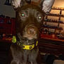 dog, brown_dog, large_ears, yellow_collar, indoor, toy_cars, shelf, collection, table, lamp, furniture, pet, animal, close_up, curious, brown_fur, ears, face, portrait, domestic_animal