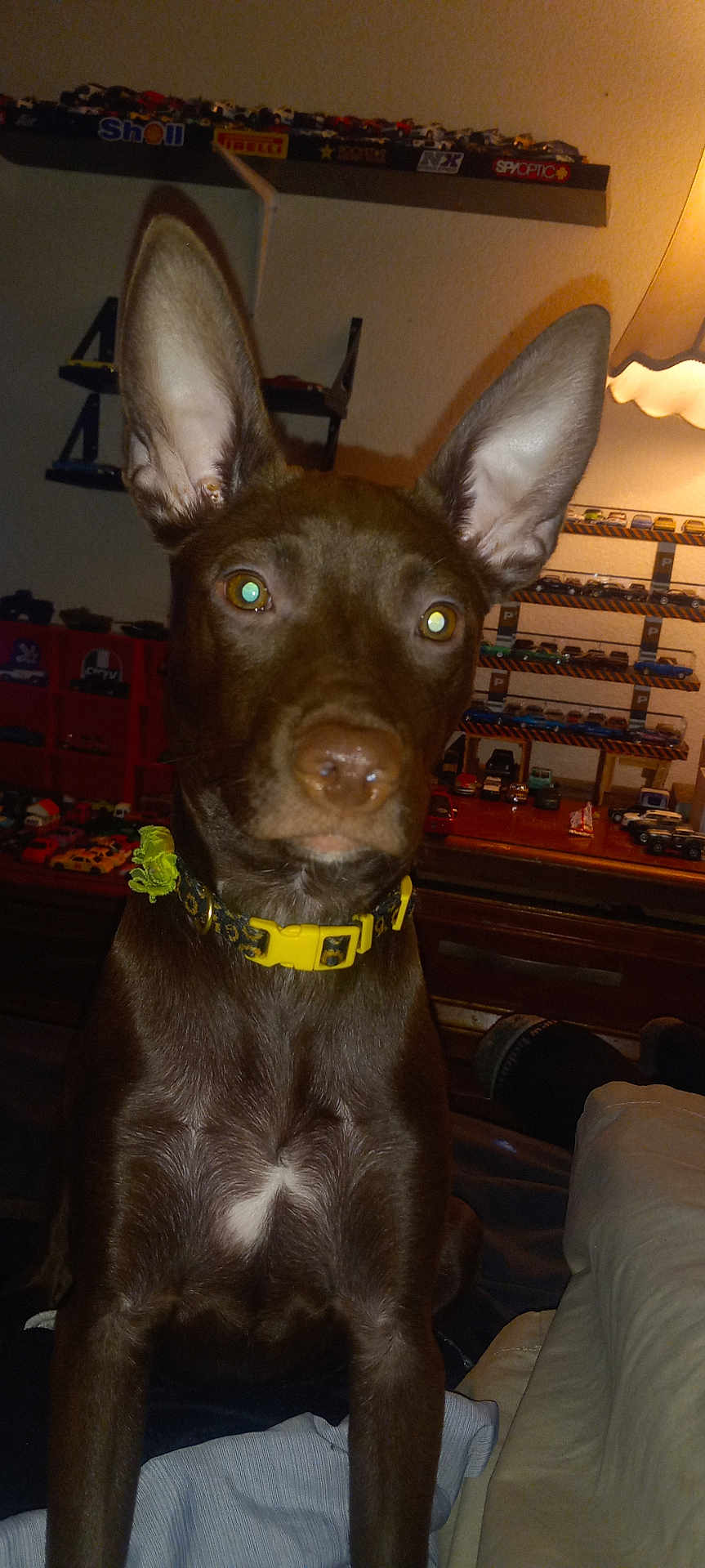 Lulubell