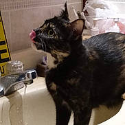 Lily Bug joined the competition — help win amazing prizes! animal, bathroom, cat, closeup, countertop, curious, domestic, dripping_water, ears, faucet, fur, indoor, licking, pet, sink, soap_dispenser, tile_wall, tortoiseshell_cat, water, whiskers