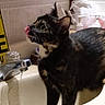 animal, bathroom, cat, closeup, countertop, curious, domestic, dripping_water, ears, faucet, fur, indoor, licking, pet, sink, soap_dispenser, tile_wall, tortoiseshell_cat, water, whiskers