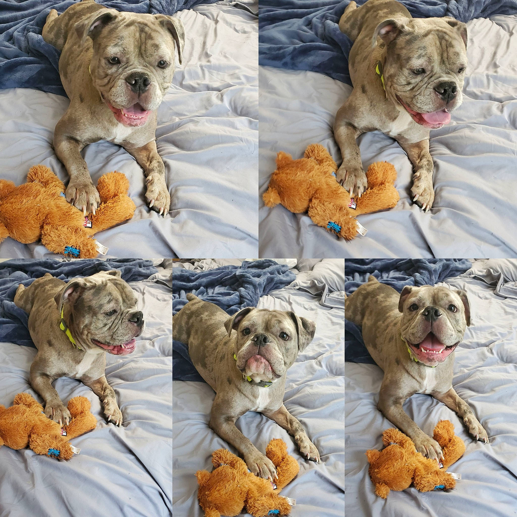 Bruin is registered to the contest to win money with this photo: ancient_dog_breeds, art, canidae, carnivore, collage, companion_dog, dog, dog_breed, dog_supply, fawn, felidae, fur, linens, mammal, non_sporting_group, ori_pei, sporting_group, toy_dog, vertebrate, working_animal