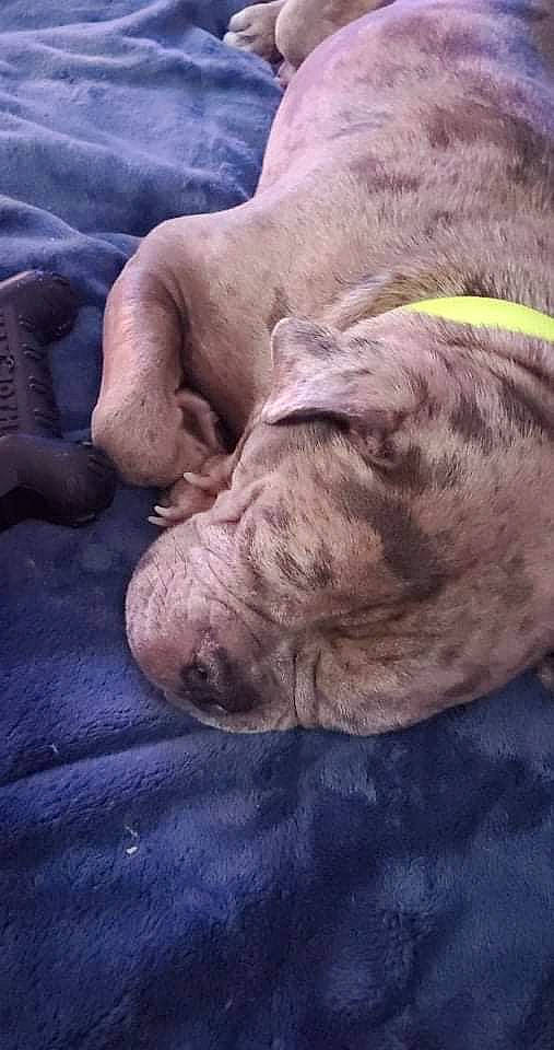 Bruin joined the competition — help win amazing prizes! canidae, carnivore, comfort, companion_dog, dog, dog_breed, fawn, flesh, foot, fur, liver, nap, natural_material, snout, sporting_group, terrestrial_animal, whiskers, wildlife, working_animal, wrinkle