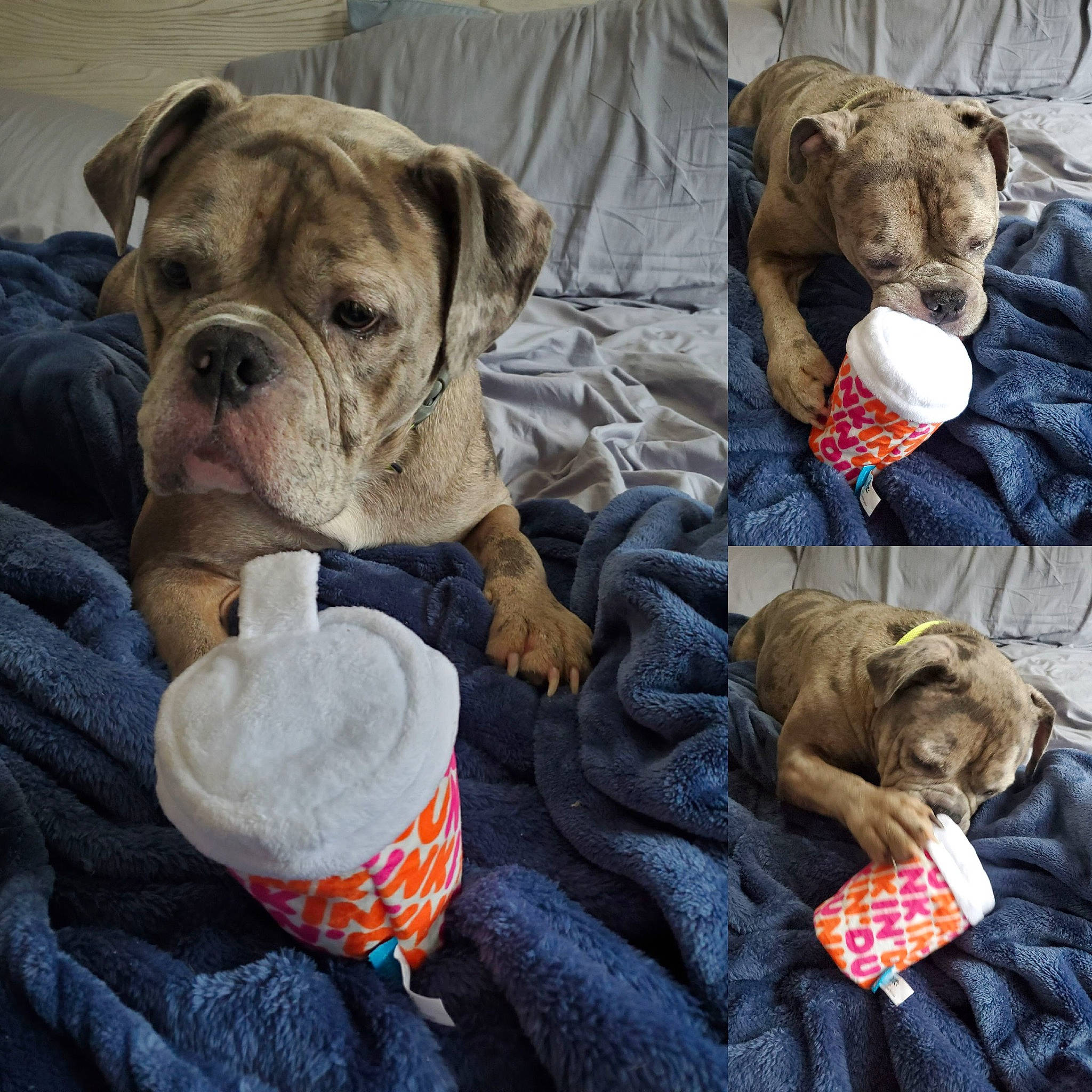 Bruin joined the competition — help win amazing prizes! bulldog, carnivore, collar, comfort, companion_dog, dog, dog_breed, dog_collar, dog_supply, fawn, fur, linens, mammal, pet_supply, snout, sporting_group, toy, vertebrate, working_animal, wrinkle