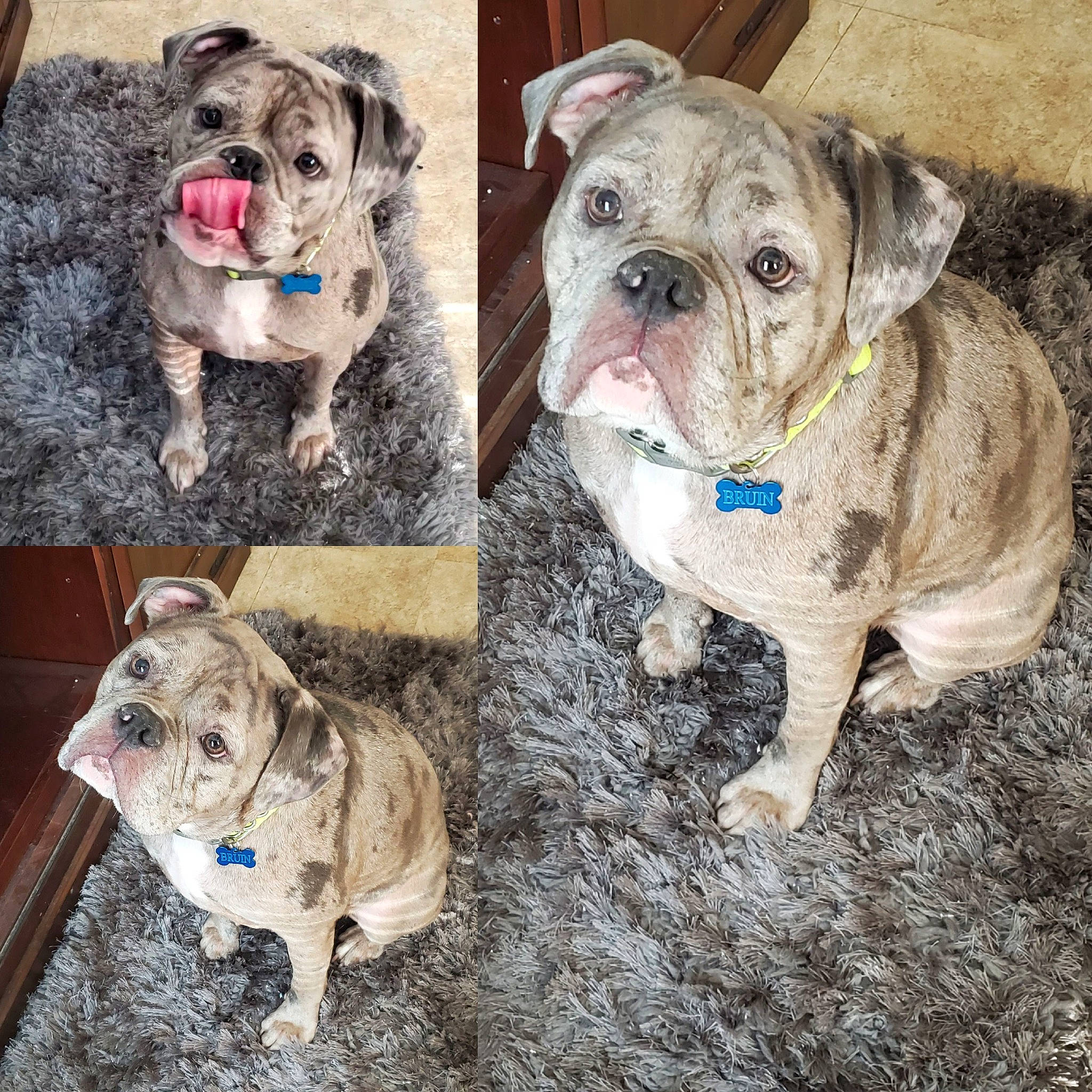 Bruin joined the competition — help win amazing prizes! blue, bulldog, canidae, carnivore, collar, companion_dog, dog, dog_breed, fawn, font, mammal, ori_pei, pet_supply, photograph, snout, sporting_group, toy_dog, vertebrate, working_animal, wrinkle