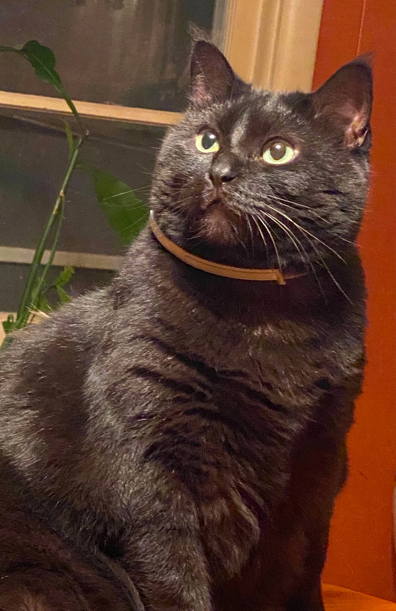 Isis is registered to the contest to win money with this photo: black_cat, bombay, carnivore, cat, claw, domestic_short_haired_cat, felidae, fur, grey, plant, small_to_medium_sized_cats, snout, tail, terrestrial_animal, whiskers