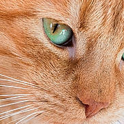 Simba participe au concours pour gagner de l'argent avec cette photo : cat, ginger_cat, close_up, green_eyes, whiskers, fur, pet, animal, face, portrait, feline, cute, domestic_cat, muzzle, nose, eyes, detail, sharp_focus, natural_light, macro_photography