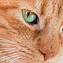 cat, ginger_cat, close_up, green_eyes, whiskers, fur, pet, animal, face, portrait, feline, cute, domestic_cat, muzzle, nose, eyes, detail, sharp_focus, natural_light, macro_photography