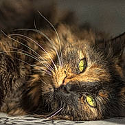 Guimauve a rejoint le concours — aidez-le/la à gagner de superbes lots ! cat, tortoiseshell, close_up, green_eyes, whiskers, fur, pet, animal, laying_down, relaxed, indoor, sleepy, face, portrait, feline, cute, domestic_cat, soft, focus, closeup