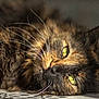 cat, tortoiseshell, close_up, green_eyes, whiskers, fur, pet, animal, laying_down, relaxed, indoor, sleepy, face, portrait, feline, cute, domestic_cat, soft, focus, closeup