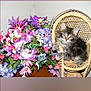 animal, bouquet, cat, colorful, curious, cute, decor, domestic_animal, flowers, furry, green_leaves, indoor, kitten, pet, pink_flowers, playful, purple_flowers, small_chair, wicker_chair, young_cat