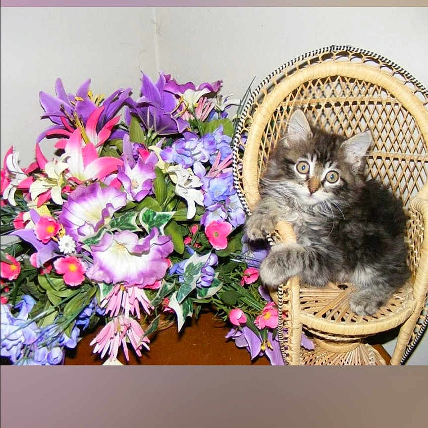 Jerrie is registered to the contest to win money with this photo: animal, bouquet, cat, colorful, curious, cute, decor, domestic_animal, flowers, furry, green_leaves, indoor, kitten, pet, pink_flowers, playful, purple_flowers, small_chair, wicker_chair, young_cat