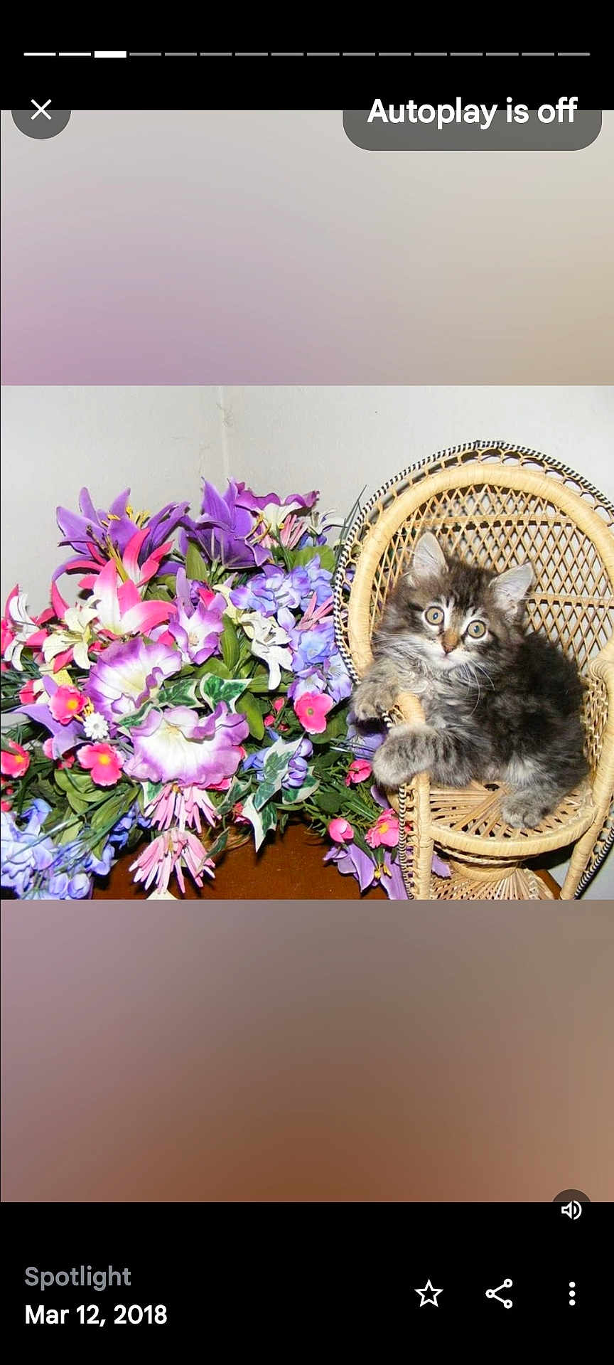 Jerrie is registered to the contest to win money with this photo: animal, bouquet, cat, colorful, curious, cute, decor, domestic_animal, flowers, furry, green_leaves, indoor, kitten, pet, pink_flowers, playful, purple_flowers, small_chair, wicker_chair, young_cat