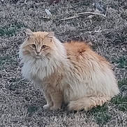 Thomas joined the competition — help win amazing prizes! cat, fluffy, orange, cream, grass, outdoor, animal, pet, feline, sitting, fur, nature, wildlife, cute, mammal, portrait, eyes, whiskers, alert, daylight