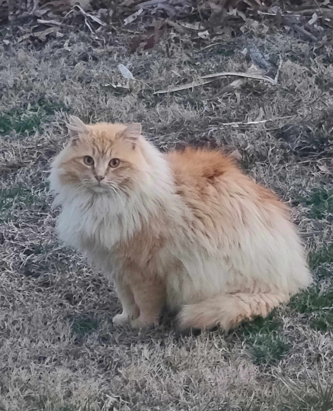 Thomas joined the competition — help win amazing prizes! cat, fluffy, orange, cream, grass, outdoor, animal, pet, feline, sitting, fur, nature, wildlife, cute, mammal, portrait, eyes, whiskers, alert, daylight
