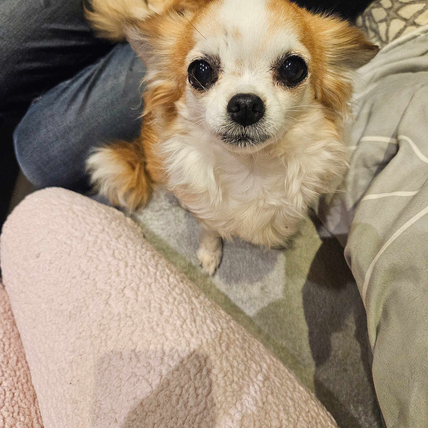 Ava participe au concours pour gagner de l'argent avec cette photo : animal, blanket, canine, chair, chihuahua, clothing, cockerspaniel, couch, cushion, dog, eskimodog, furniture, homedecor, hound, pants, papillon, person, pet, poodle, puppy