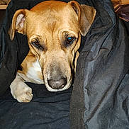 Ohana participe au concours pour gagner de l'argent avec cette photo : dog, blanket, brown_dog, indoor, pet, cozy, snug, resting, animal, fur, canine, relaxed, sleepy, portrait, paw, cute, comfort, warm, domestic_animal, closeup