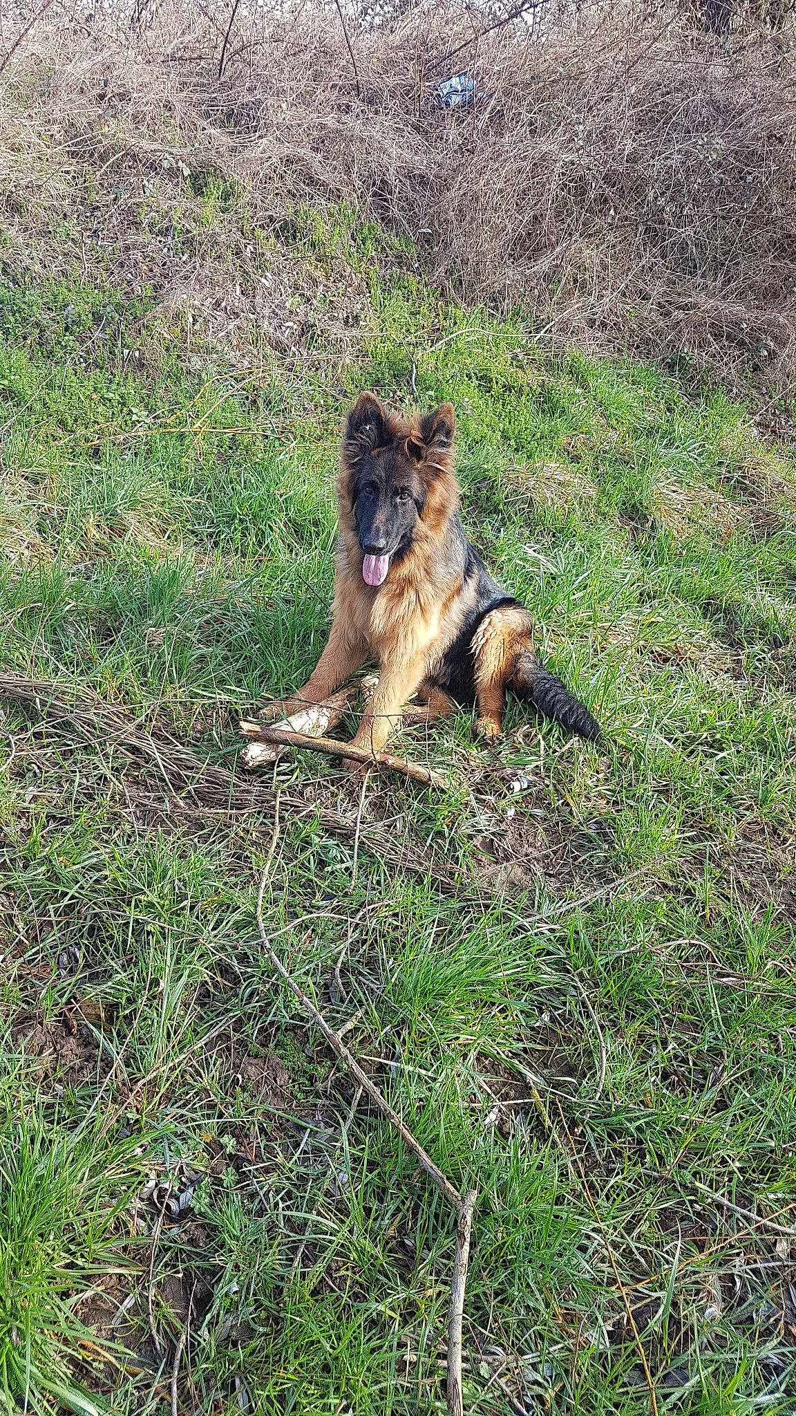 Patsch a rejoint le concours — aidez-le/la à gagner de superbes lots ! belgian_shepherd, belgian_shepherd_malinois, canidae, carnivore, dog, dog_breed, german_shepherd_dog, grass, herding_dog, king_shepherd, mammal, old_german_shepherd_dog, plant, tervuren, vertebrate, wildlife, working_dog