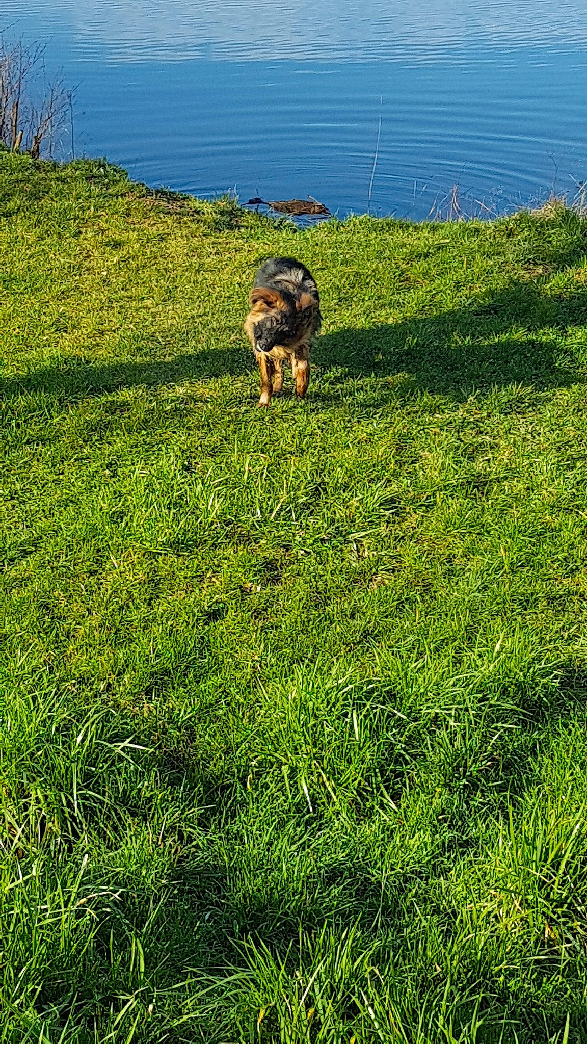 Patsch participe au concours pour gagner de l'argent avec cette photo : canidae, carnivore, dog, dog_breed, grass, grass_family, grassland, green, lawn, meadow, pasture, plant