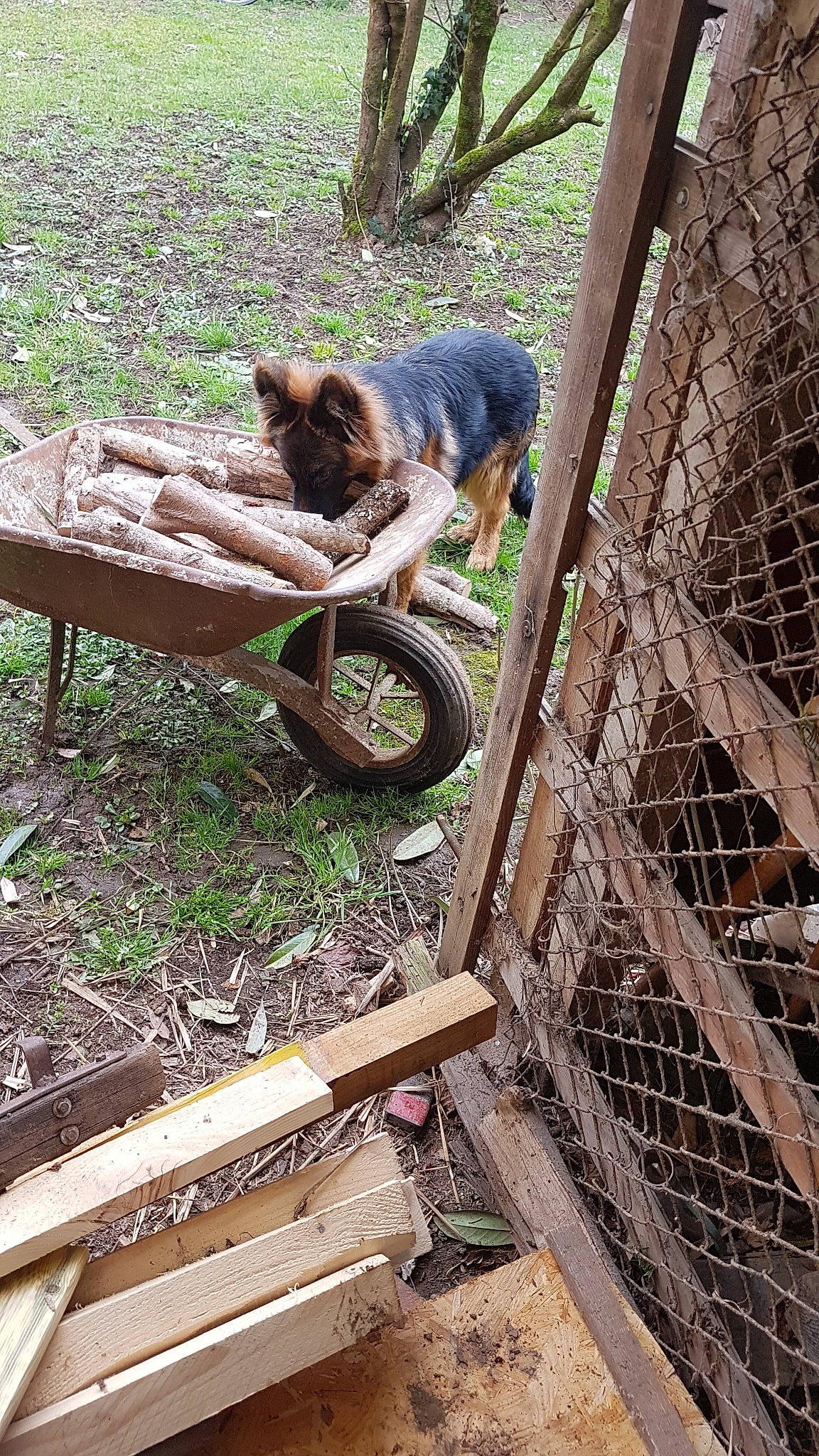 Patsch participe au concours pour gagner de l'argent avec cette photo : canidae, carnivore, soil, wheel, wood