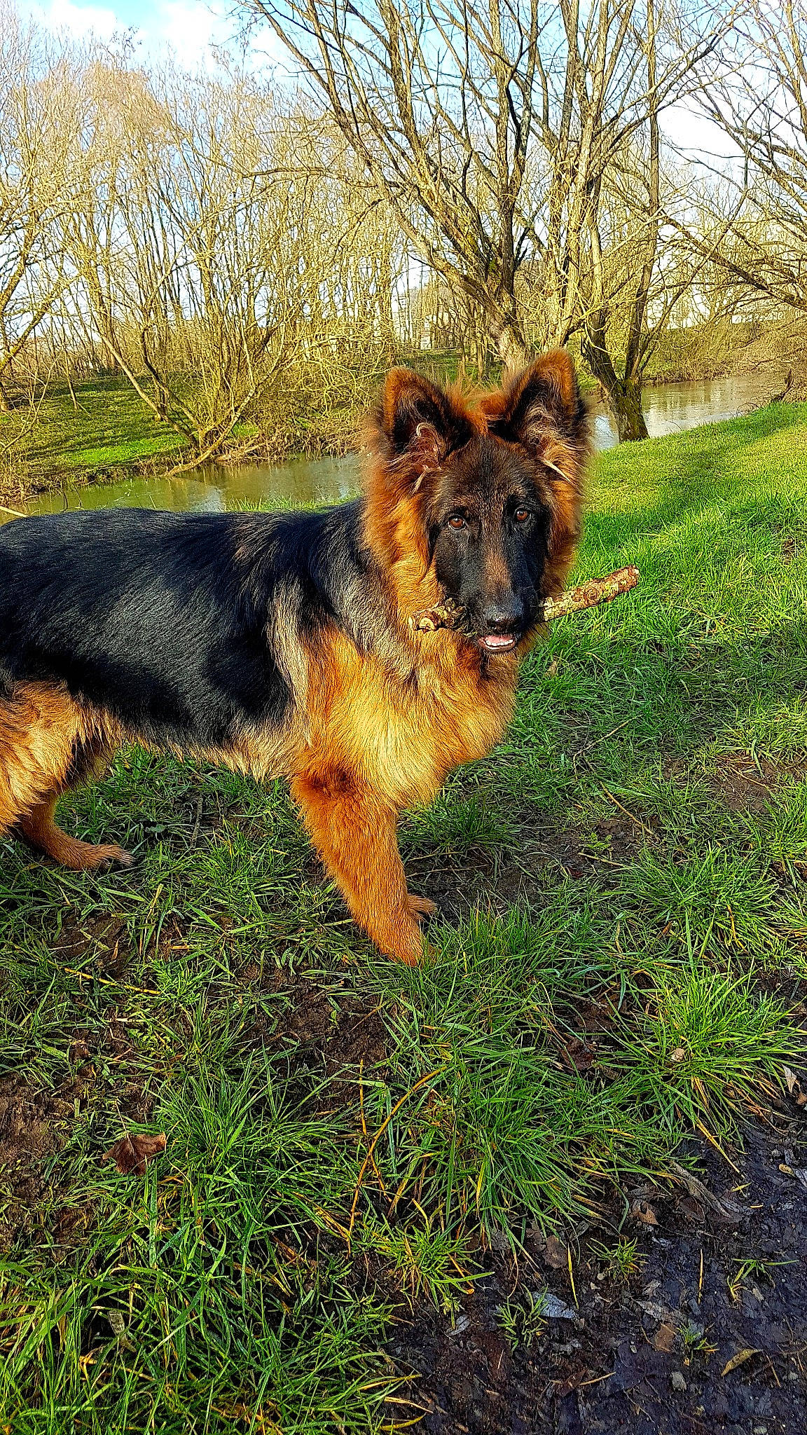 Patsch a rejoint le concours — aidez-le/la à gagner de superbes lots ! bohemian_shepherd, canidae, carnivore, dog, dog_breed, east_european_shepherd, german_shepherd_dog, grass, king_shepherd, kunming_wolfdog, mammal, old_german_shepherd_dog, plant, shiloh_shepherd_dog, sky, snout, sporting_group, sunlight, vertebrate, working_dog