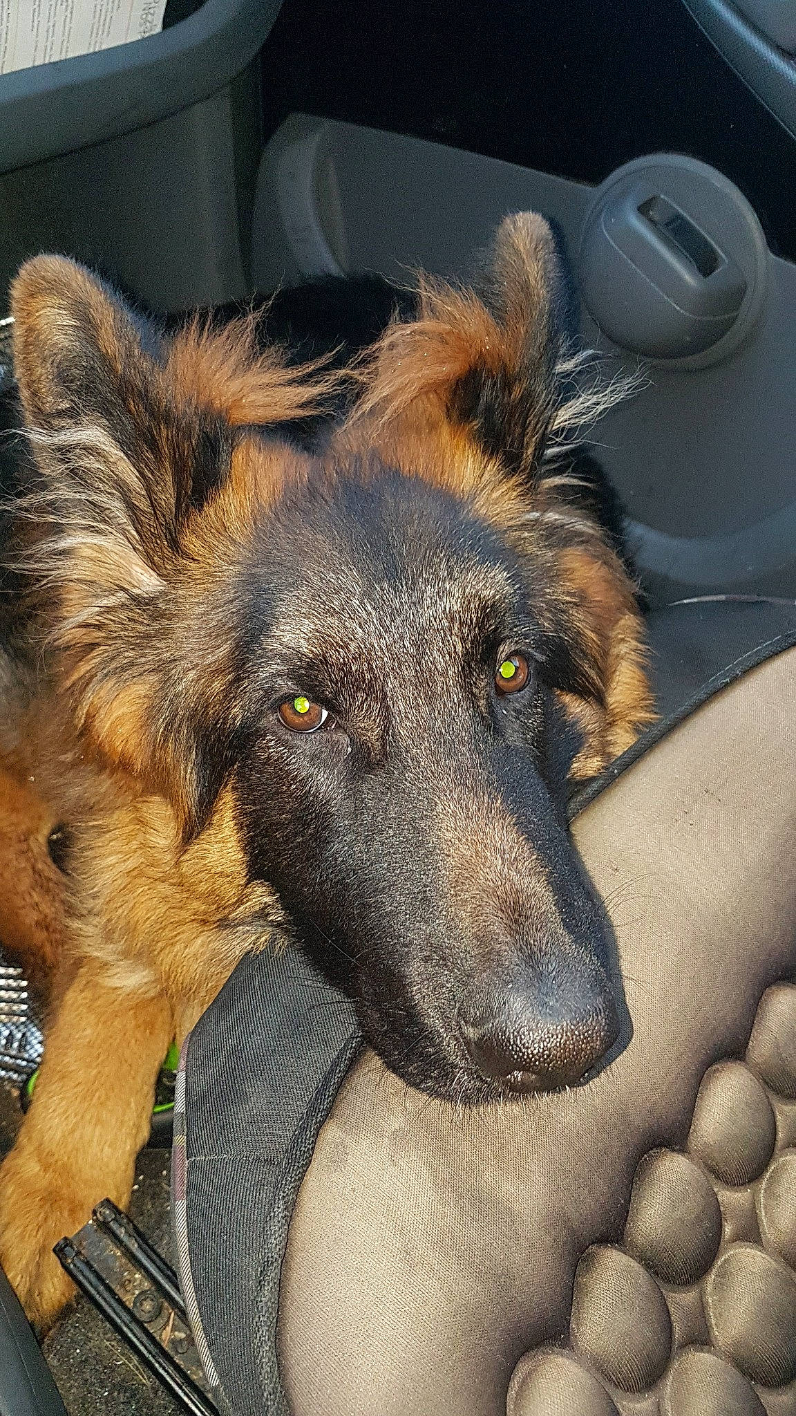 Patsch participe au concours pour gagner de l'argent avec cette photo : belgian_shepherd, belgian_shepherd_malinois, bohemian_shepherd, canidae, carnivore, dog, dog_breed, fawn, german_shepherd_dog, herding_dog, king_shepherd, mammal, old_german_shepherd_dog, shiloh_shepherd_dog, snout, street_dog, tervuren, vertebrate, working_dog