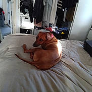 Virginia is registered to the contest to win money with this photo: bed, blanket, blanket_texture, brown_dog, casual, clothes, cozy, curious, curled_up, dog, domestic, furniture, household, indoor, lying_down, pet, relaxed, room, sleeping_area, storage