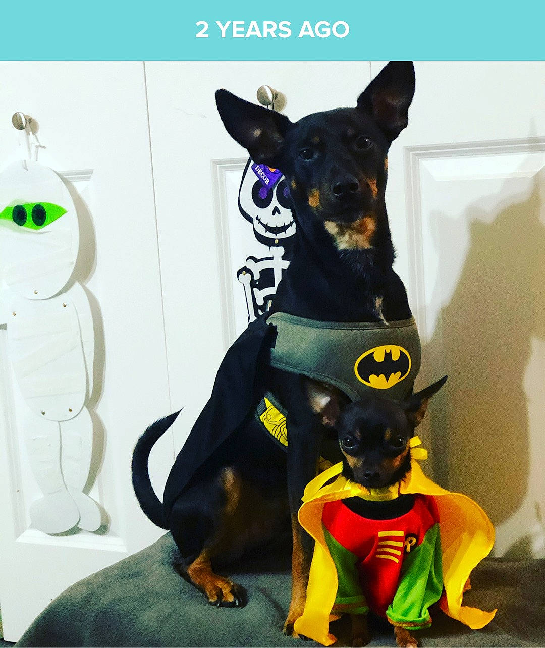 Rockwell is registered to the contest to win money with this photo: art, canidae, carnivore, companion_dog, costume, dog, dog_breed, dog_supply, fawn, fictional_character, guard_dog, pet_supply, pinscher, prazsky_krysarik, snout, sporting_group, toy_dog, vertebrate, working_animal, working_dog