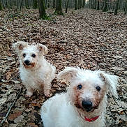 Cloé participe au concours pour gagner de l'argent avec cette photo : dogs, puppies, white_dogs, forest, woodland, autumn, fallen_leaves, outdoors, nature, pet, canine, fluffy, scruffy, curious, portrait, closeup, animal, path, trees, red_collar