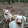 dogs, puppies, white_dogs, forest, woodland, autumn, fallen_leaves, outdoors, nature, pet, canine, fluffy, scruffy, curious, portrait, closeup, animal, path, trees, red_collar