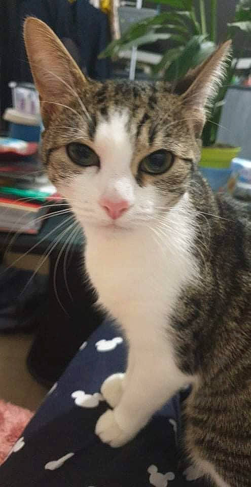 Shanelle a rejoint le concours — aidez-le/la à gagner de superbes lots ! carnivore, cat, claw, domestic_short_haired_cat, eye, felidae, foot, fur, hair, head, human_body, paw, small_to_medium_sized_cats, snout, tail, terrestrial_animal, tree, whiskers, window