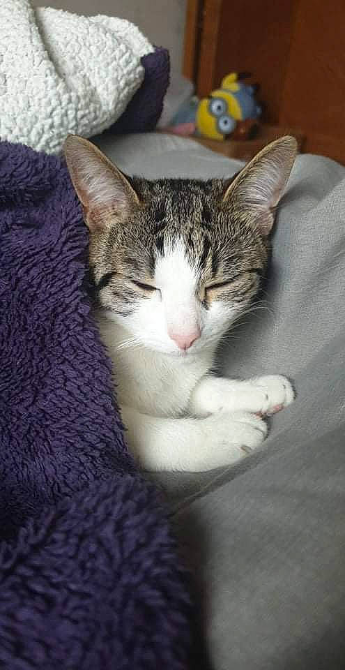 Shanelle a rejoint le concours — aidez-le/la à gagner de superbes lots ! carnivore, cat, comfort, domestic_short_haired_cat, felidae, fur, paw, sitting, small_to_medium_sized_cats, snout, tree, whiskers