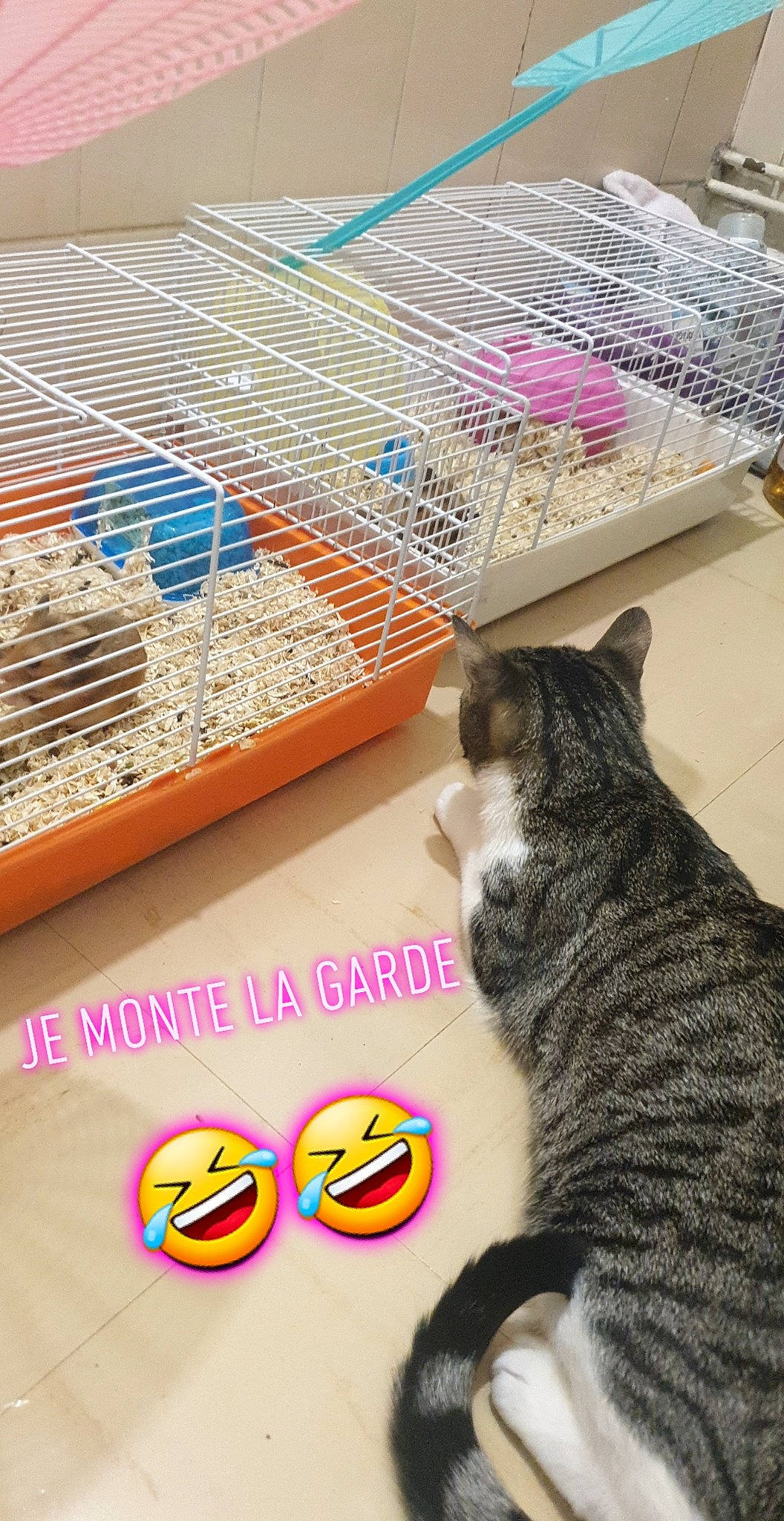 Shanelle a rejoint le concours — aidez-le/la à gagner de superbes lots ! carnivore, cat, comfort, felidae, floor, flooring, fur, hardwood, linens, mammal, pattern, pet_supply, small_to_medium_sized_cats, tail, textile, toy, vertebrate, whiskers, wood, wool