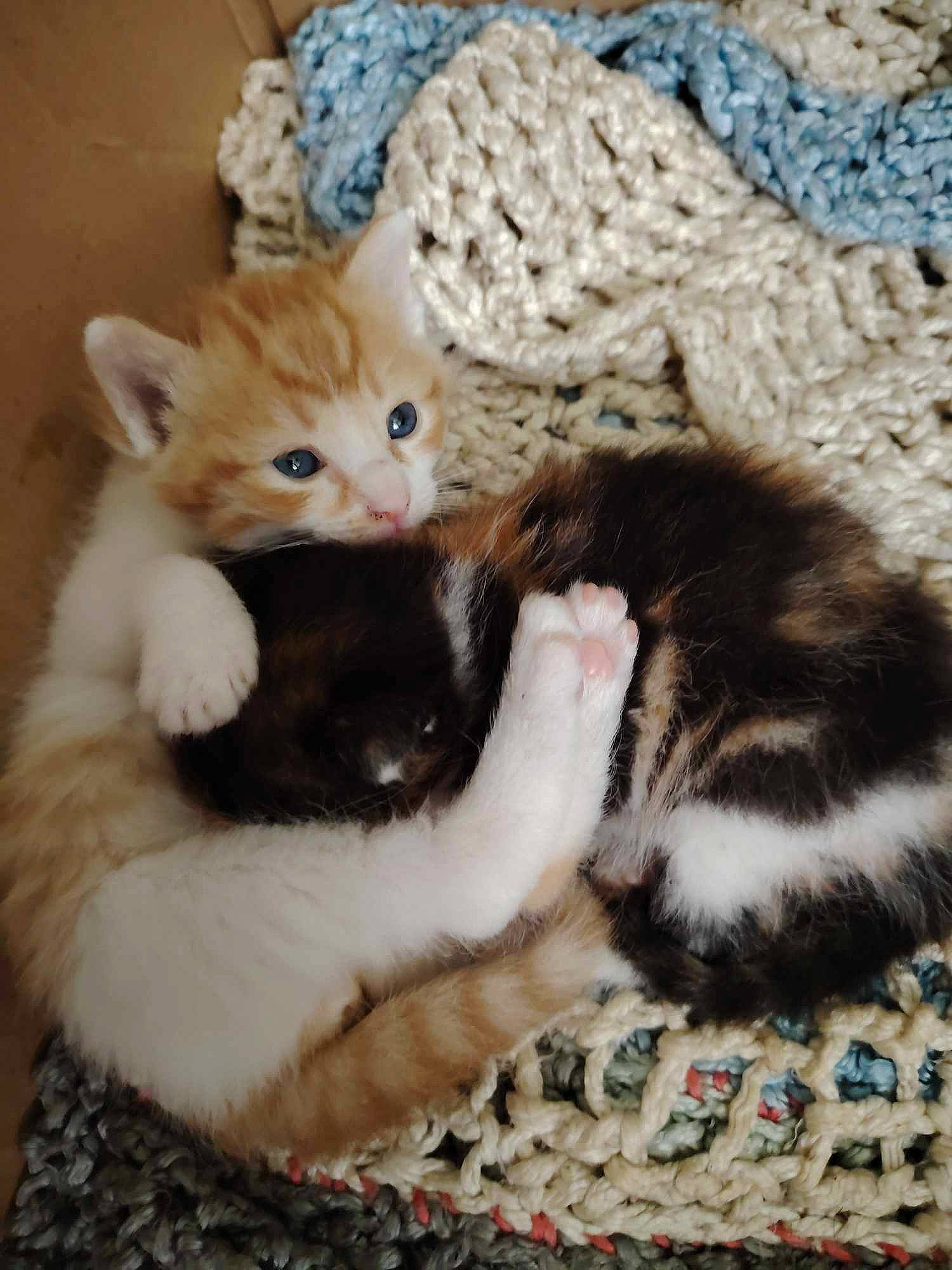 Yoshi a rejoint le concours — aidez-le/la à gagner de superbes lots ! carnivore, cat, cat_bed, claw, comfort, domestic_short_haired_cat, fawn, felidae, foot, fur, knitting, lap, pattern, paw, small_to_medium_sized_cats, tail, tree, whiskers, wool, woolen