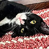 cat, black_and_white, feline, pet, whiskers, yellow_eyes, pink_nose, lying_down, upside_down, cozy, red_rug, textured_rug, indoor, close_up, relaxed, curious, soft_light, fur, animal, domestic