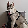 Blue a rejoint le concours — aidez-le/la à gagner de superbes lots ! dog, husky, siberian_husky, pet, canine, sitting, tongue_out, harness, blue_eyes, pointed_ears, gray_fur, white_fur, couch, pillow, blanket, living_room, indoor, portrait, happy, animal