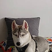 Blue a rejoint le concours — aidez-le/la à gagner de superbes lots ! dog, husky, siberian_husky, pet, animal, canine, portrait, indoors, bed, pillow, blanket, harness, black_and_white, gray_fur, blue_eyes, upright_ears, sitting, lying_down, home, close_up