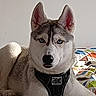 Blue participe au concours pour gagner de l'argent avec cette photo : dog, husky, siberian_husky, canine, pet, animal, blue_eyes, pointed_ears, black_nose, gray_fur, white_fur, harness, sitting, portrait, indoors, bed, bedspread, colorful_background, close_up, alert