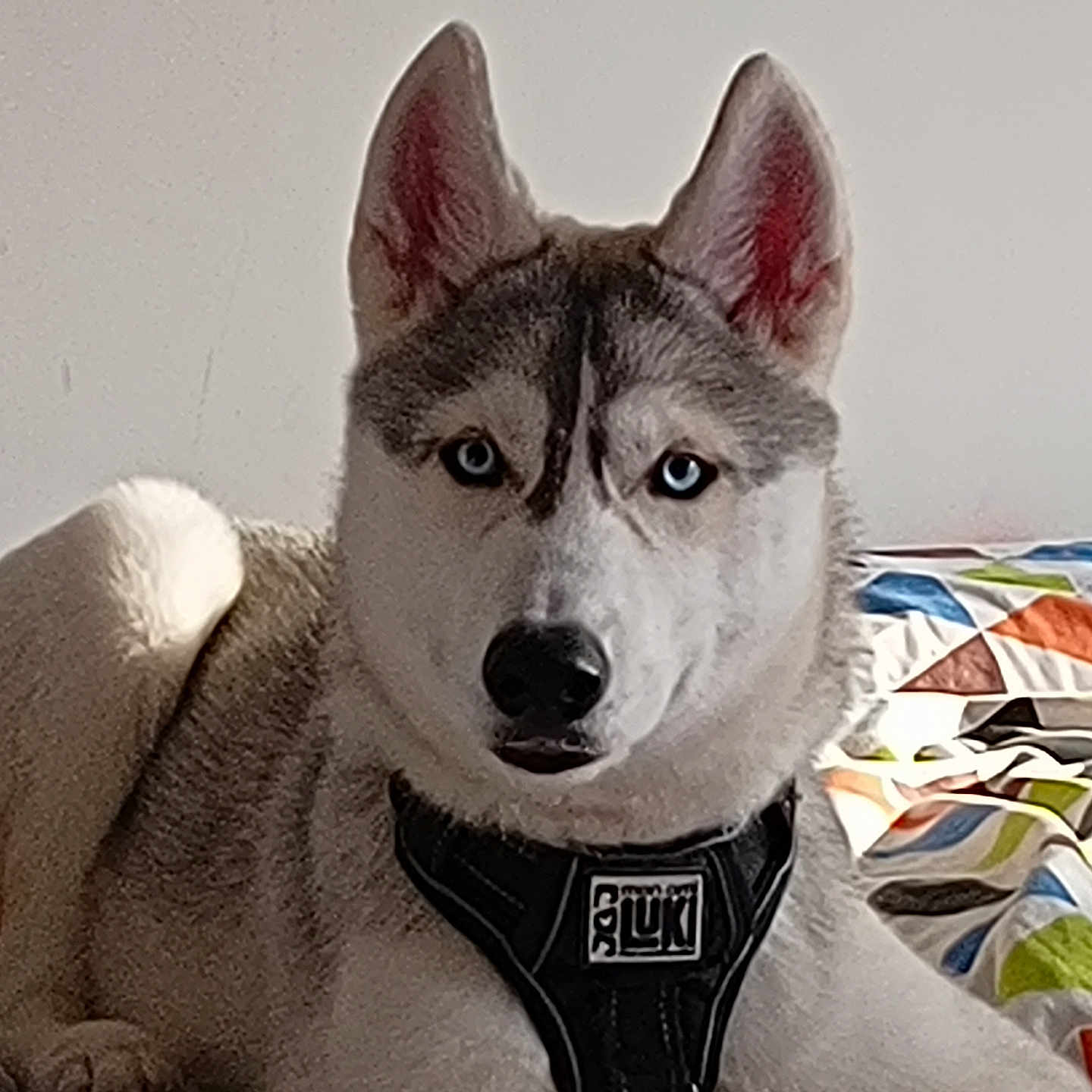 Blue participe au concours pour gagner de l'argent avec cette photo : dog, husky, siberian_husky, canine, pet, animal, blue_eyes, pointed_ears, black_nose, gray_fur, white_fur, harness, sitting, portrait, indoors, bed, bedspread, colorful_background, close_up, alert