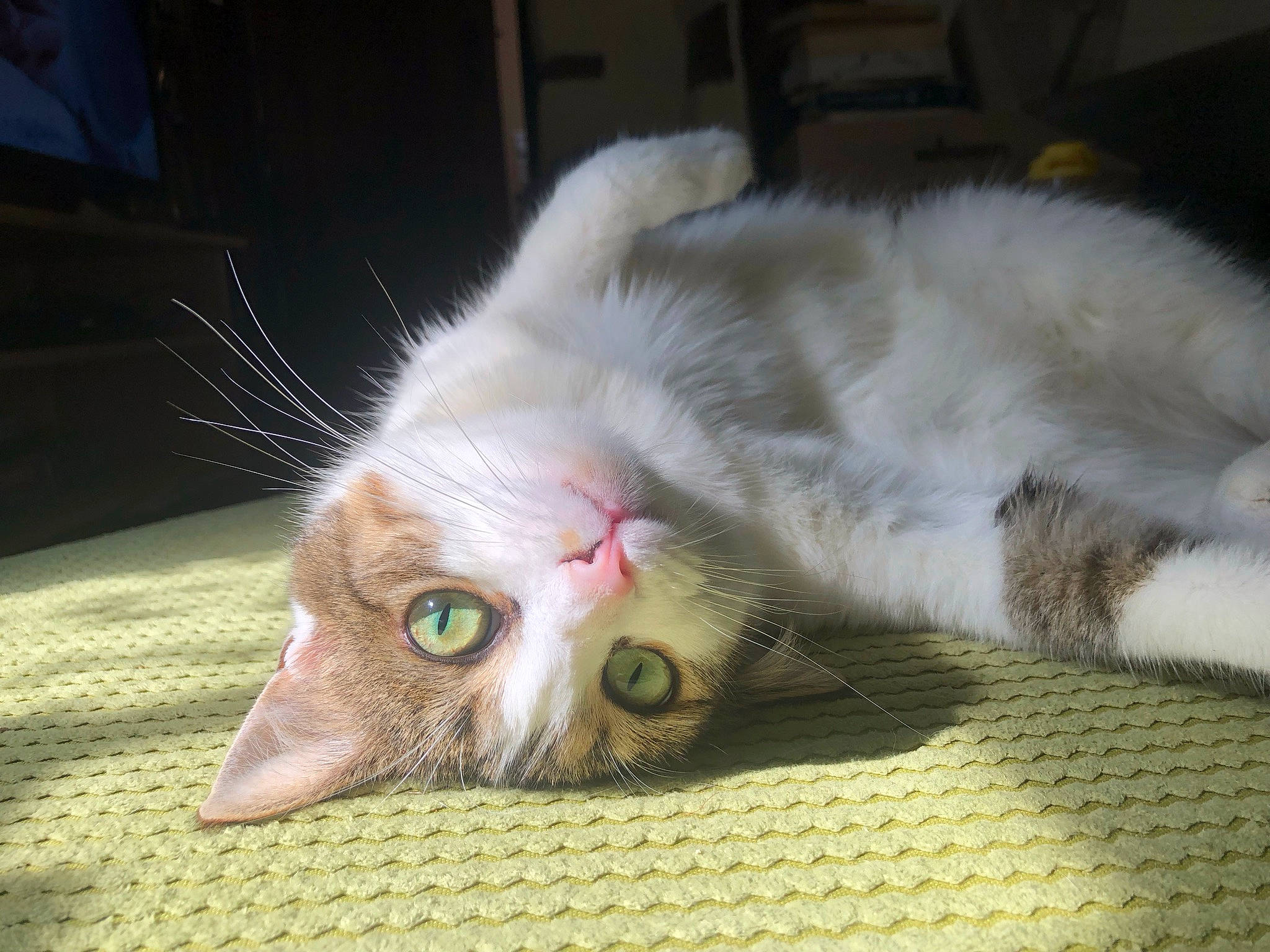 Luna joined the competition — help win amazing prizes! carnivore, cat, claw, comfort, domestic_short_haired_cat, felidae, flooring, fur, nap, paw, sleep, small_to_medium_sized_cats, snout, tail, whiskers
