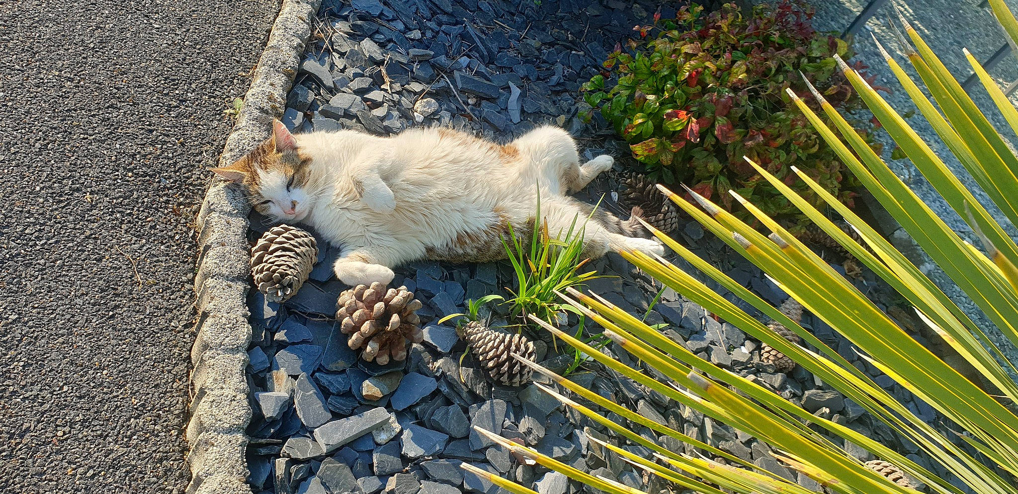 Malo a rejoint le concours — aidez-le/la à gagner de superbes lots ! arecales, carnivore, cat, cobblestone, conifer, conifer_cone, domestic_short_haired_cat, felidae, fruit, grass, landscape, plant, road_surface, rock, sidewalk, small_to_medium_sized_cats, tail, tree, whiskers, wood