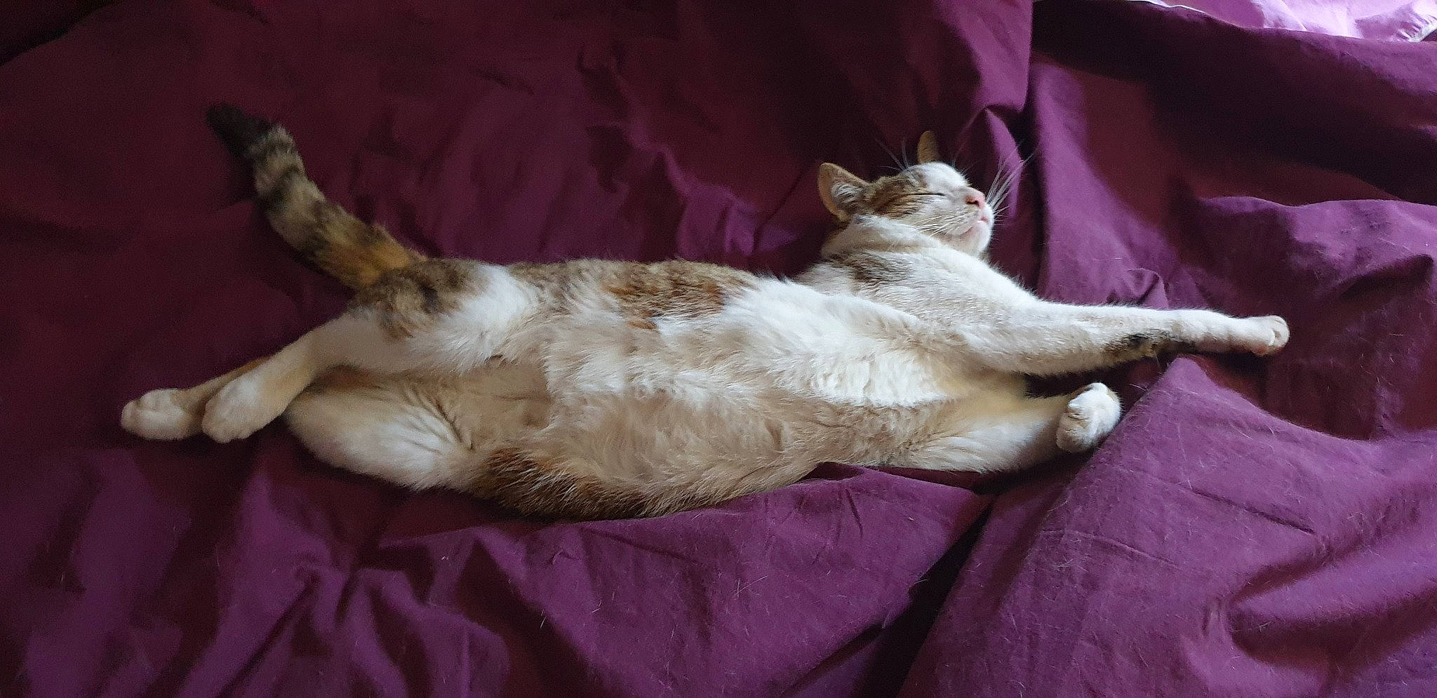 Malo a rejoint le concours — aidez-le/la à gagner de superbes lots ! bed, canidae, carnivore, cat, claw, comfort, companion_dog, dog_breed, domestic_short_haired_cat, fawn, felidae, fur, linens, nap, paw, small_to_medium_sized_cats, sporting_group, tail, vehicle, whiskers