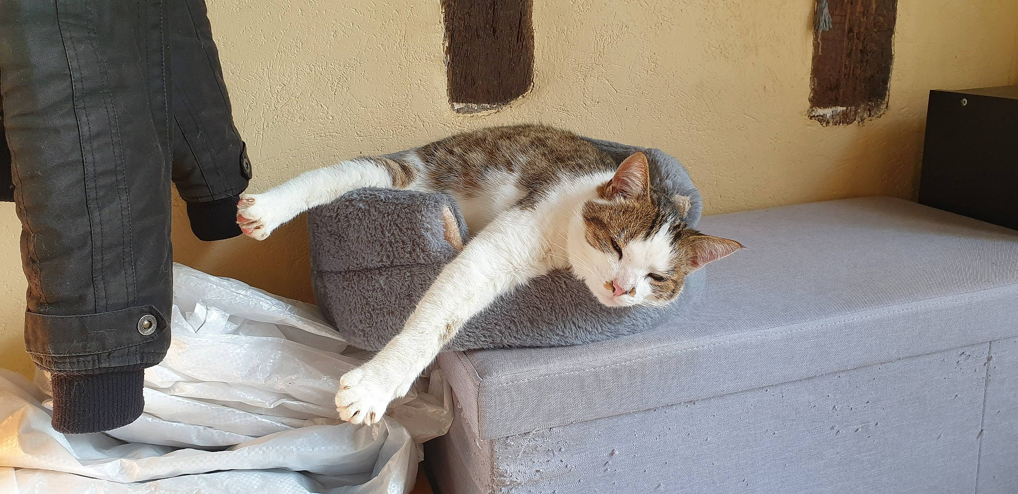 Malo participe au concours pour gagner de l'argent avec cette photo : carnivore, cat, claw, comfort, domestic_short_haired_cat, fawn, felidae, flooring, foot, fur, human_leg, leg, paw, sitting, small_to_medium_sized_cats, snout, tail, whiskers, window, wood