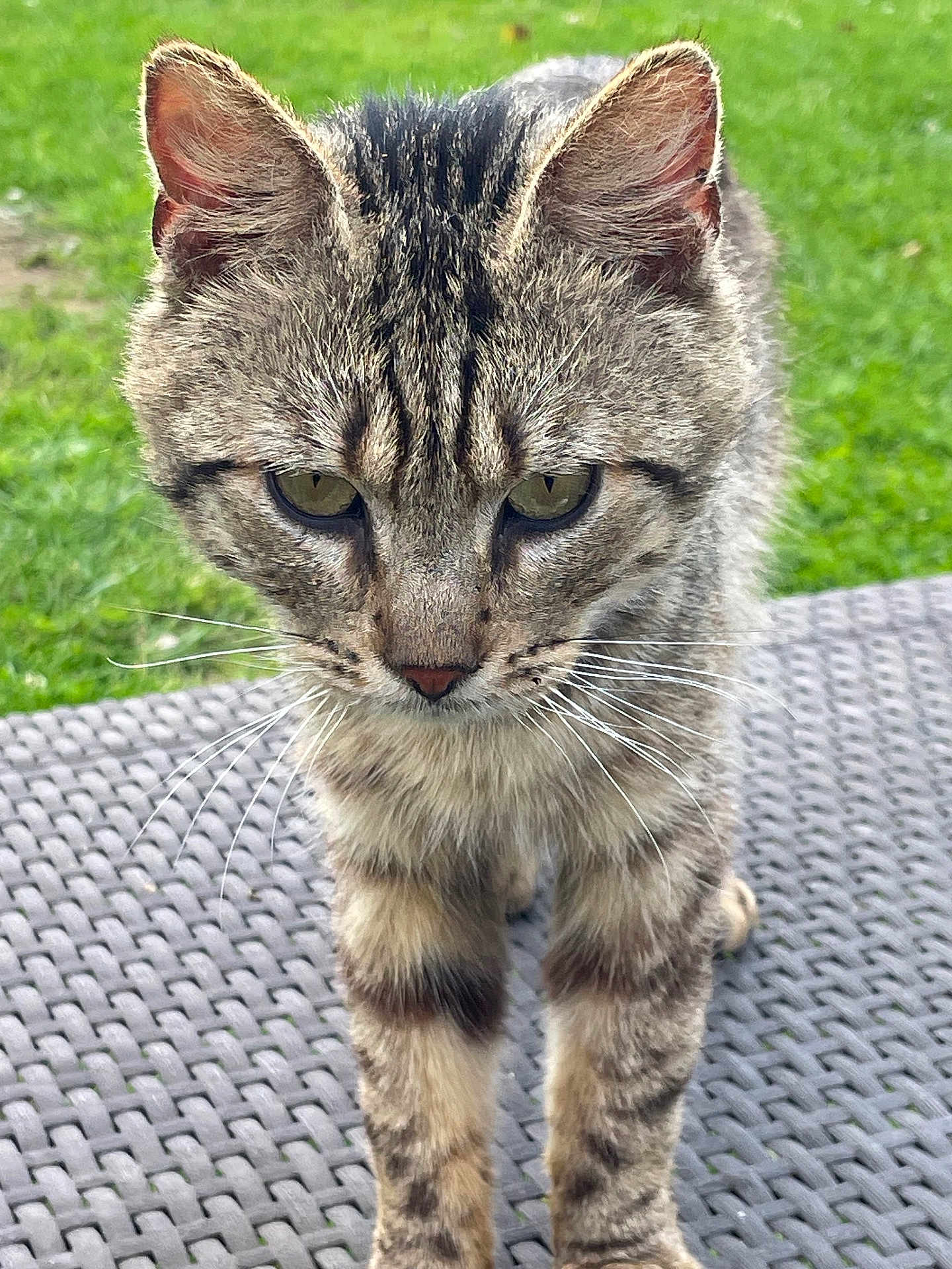 Bijoux participe au concours pour gagner de l'argent avec cette photo : animal, cat, closeup, curious, daylight, domestic_cat, feline, fur, grass, green_eyes, mammal, mat, nature, outdoor, pet, portrait, standing, tabby, texture, whiskers