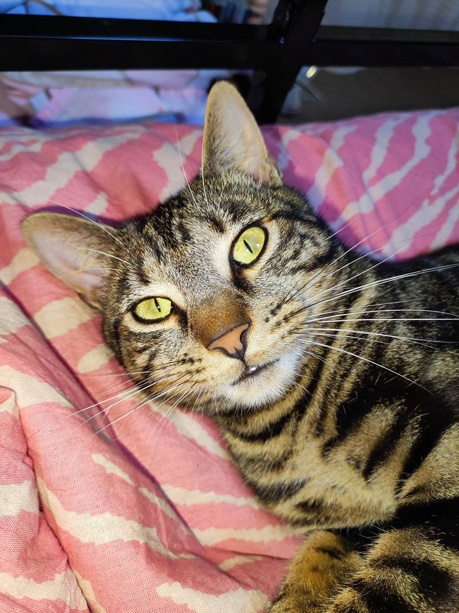 Tigrou a rejoint le concours — aidez-le/la à gagner de superbes lots ! carnivore, cat, domestic_short_haired_cat, felidae, fur, small_to_medium_sized_cats, snout, terrestrial_animal, whiskers, wildlife