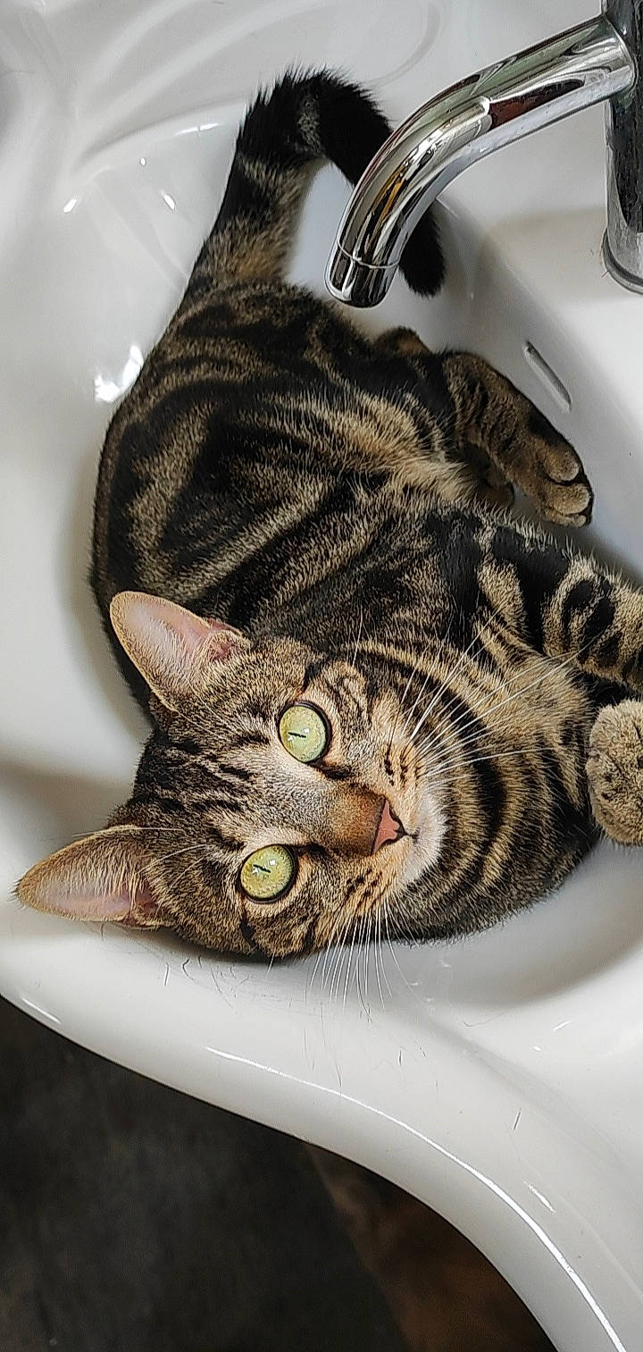 Tigrou participe au concours pour gagner de l'argent avec cette photo : bengal, carnivore, cat, cat_bed, close_up, comfort, domestic_short_haired_cat, eye, felidae, fur, head, pattern, paw, small_to_medium_sized_cats, snout, terrestrial_animal, whiskers, wildlife