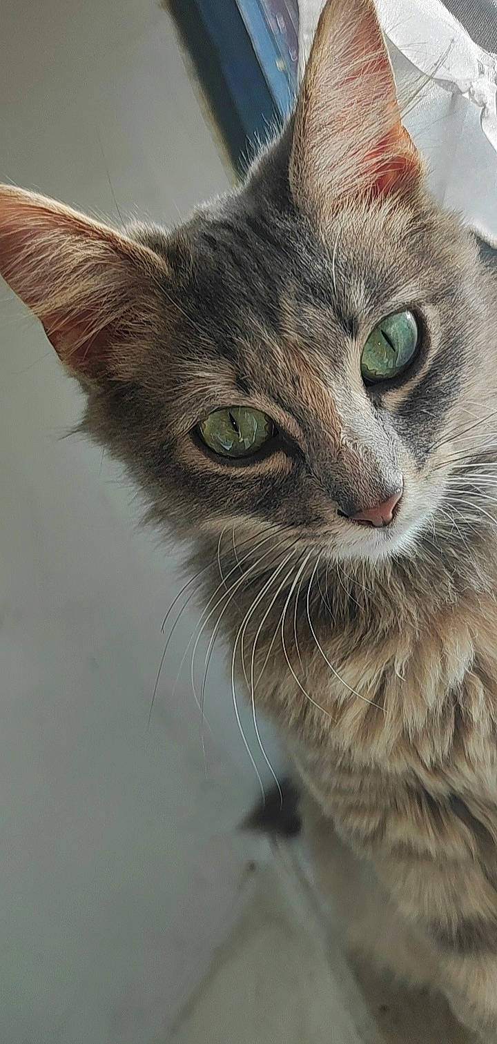 Nala